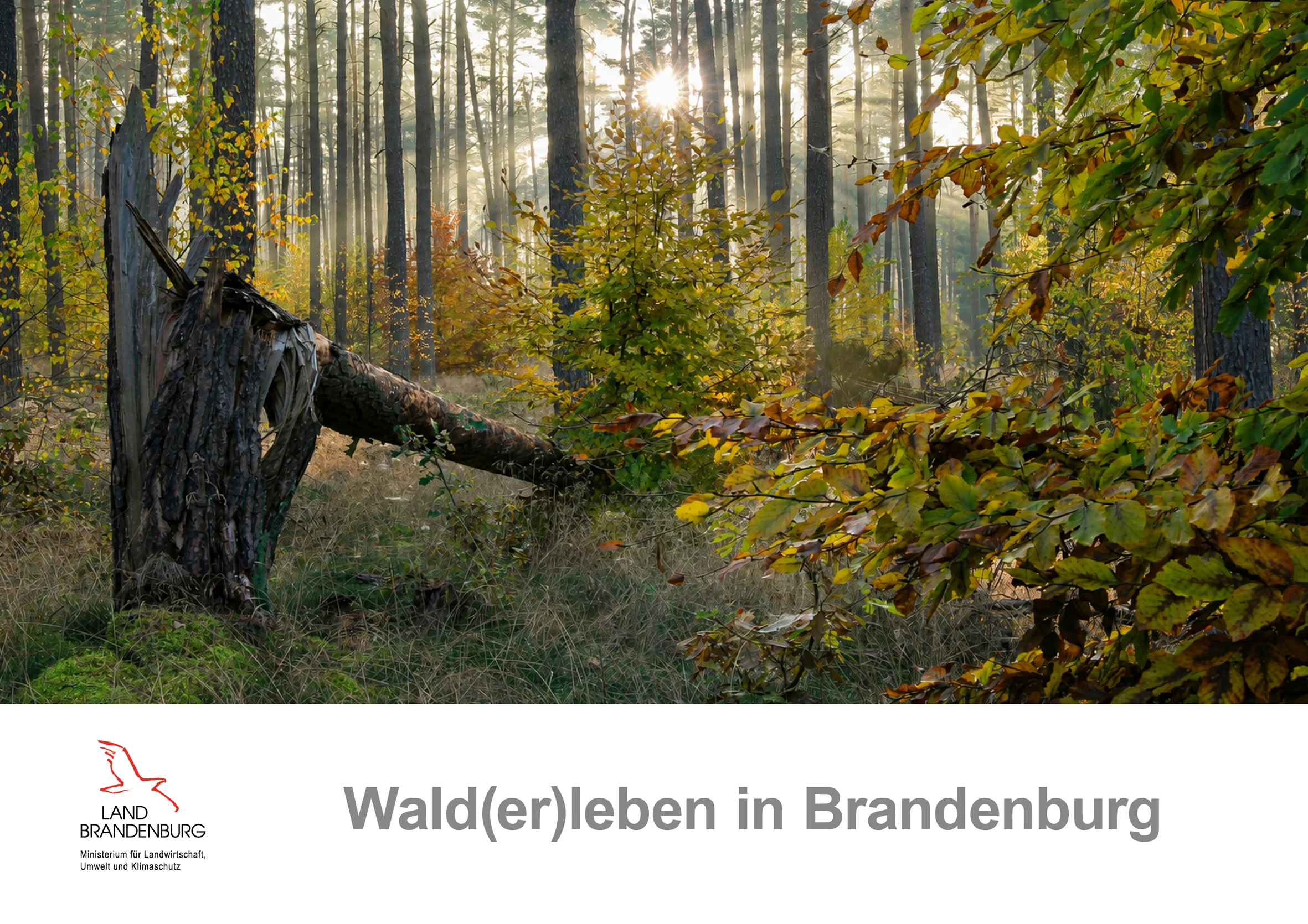 Titelblatt des Kalenders Wald(er)leben in Brandenburg: Herbstlicher Kiefernwald im Gegenlicht