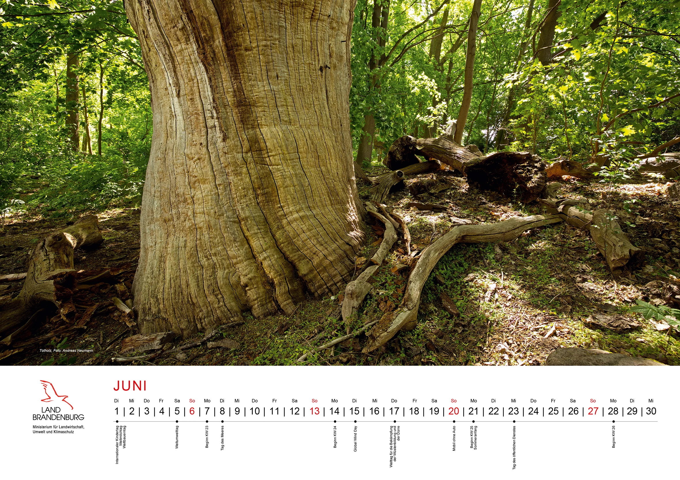 Kalenderblatt des Themenkalenders Wald(er)leben in Brandenburg mit großformatigem Waldmotiv