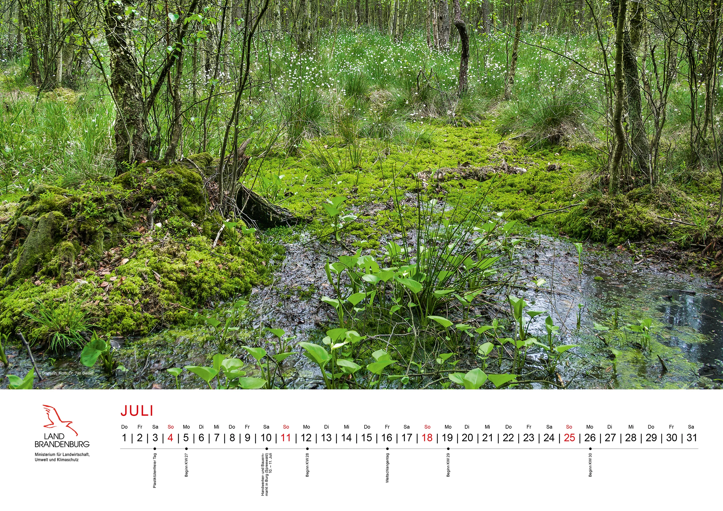 Kalenderblatt des Themenkalenders Wald(er)leben in Brandenburg mit großformatigem Waldmotiv